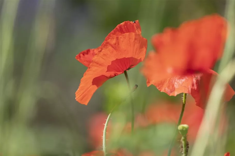 Klatsch-Mohn-Samen Portion