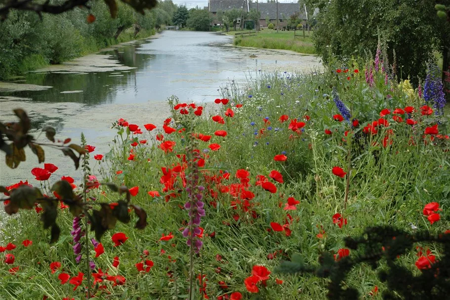 Klatsch-Mohn-Samen Portion