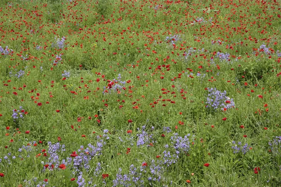 Klatsch-Mohn-Samen Portion