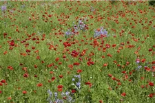 Klatsch-Mohn-Samen Portion