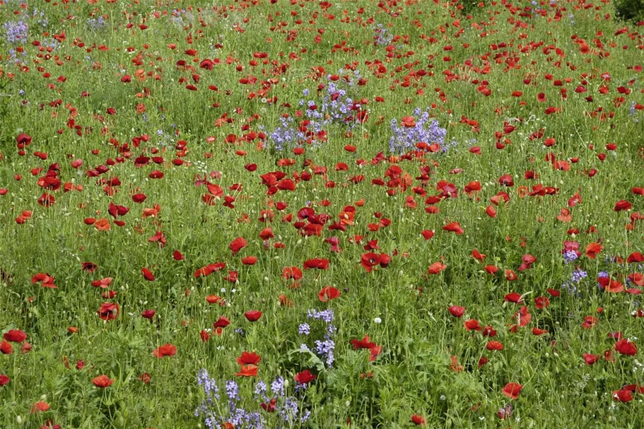 Klatsch-Mohn-Samen Portion