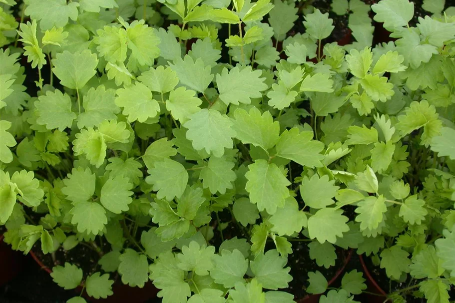 Kleiner Wiesenknopfsamen Inhalt reicht für ca. 3-4 lfd. m.