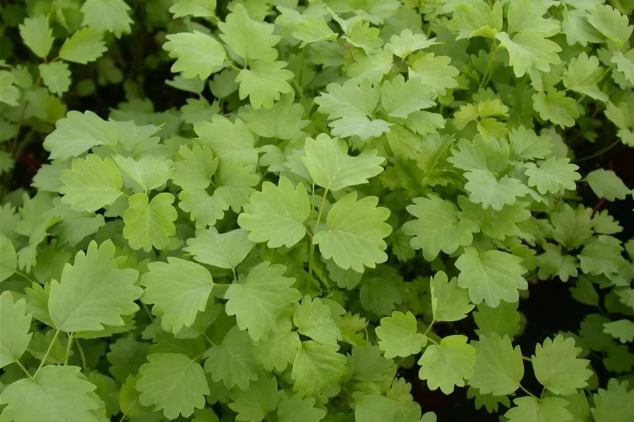 Kleiner Wiesenknopfsamen Inhalt reicht für ca. 3-4 lfd. m.