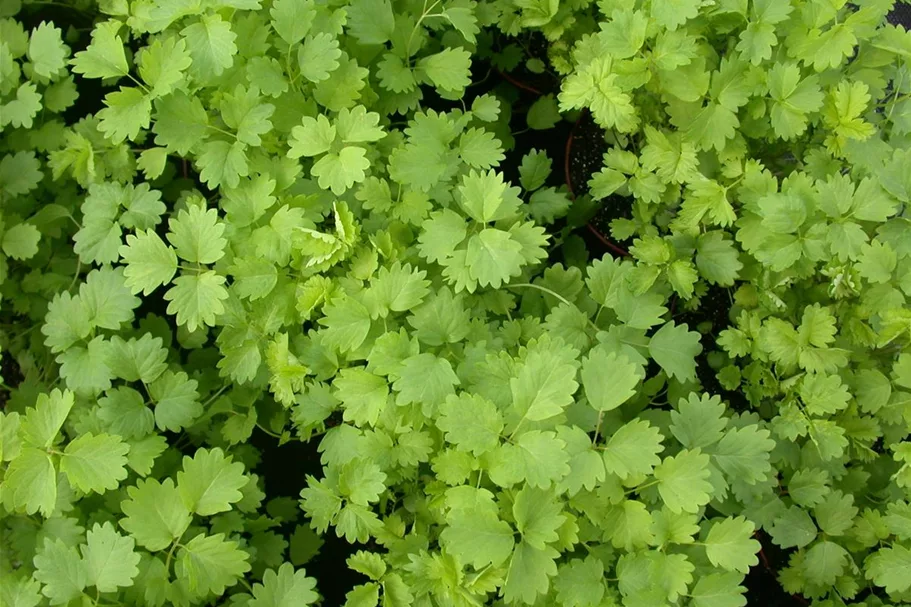 Kleiner Wiesenknopfsamen Inhalt reicht für ca. 3-4 lfd. m.