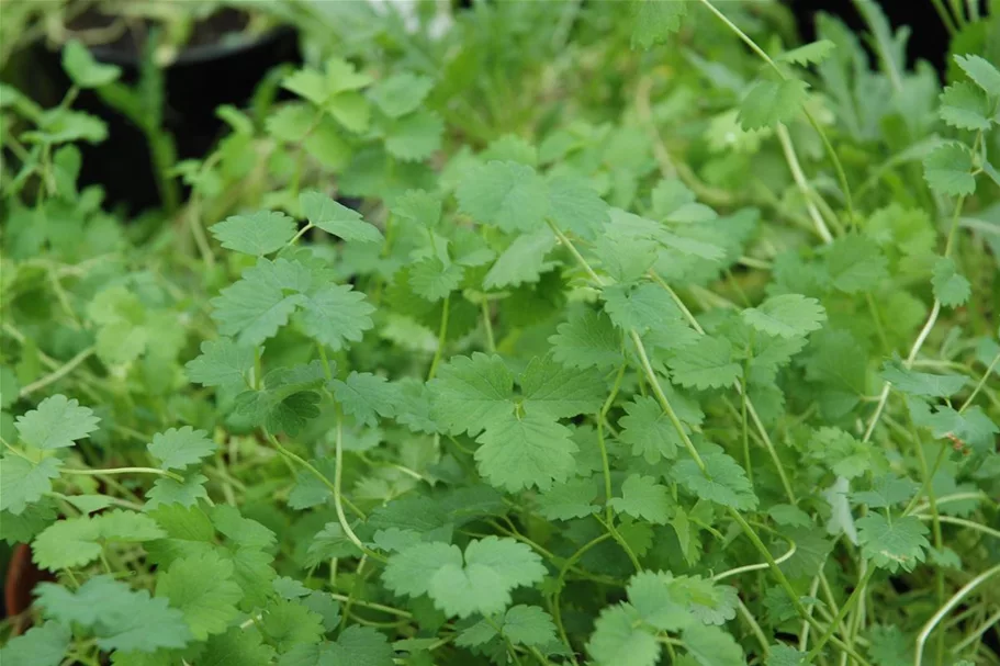 Kleiner Wiesenknopfsamen Inhalt reicht für ca. 3-4 lfd. m.