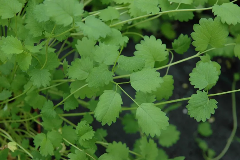 Kleiner Wiesenknopfsamen Inhalt reicht für ca. 3-4 lfd. m.