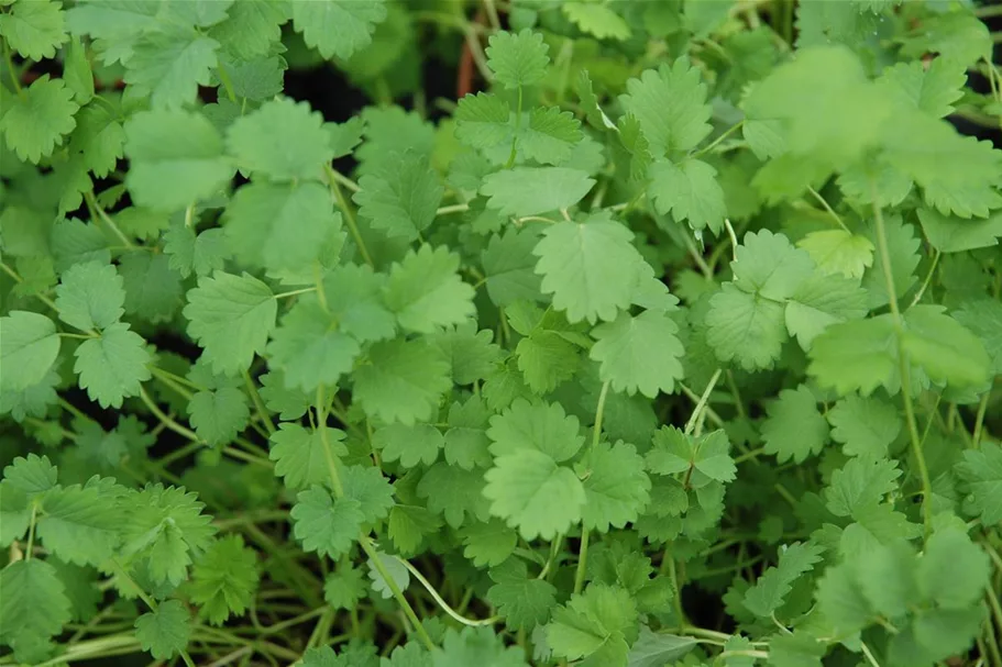 Kleiner Wiesenknopfsamen Inhalt reicht für ca. 3-4 lfd. m.