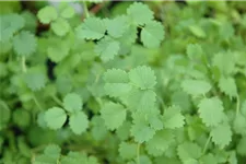 Kleiner Wiesenknopfsamen Inhalt reicht für ca. 3-4 lfd. m.