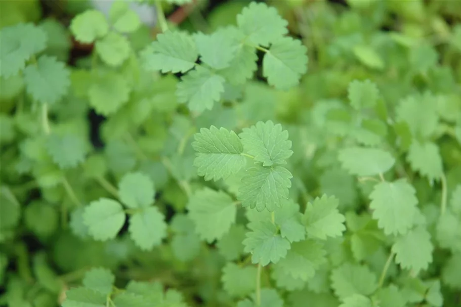 Kleiner Wiesenknopfsamen Inhalt reicht für ca. 3-4 lfd. m.