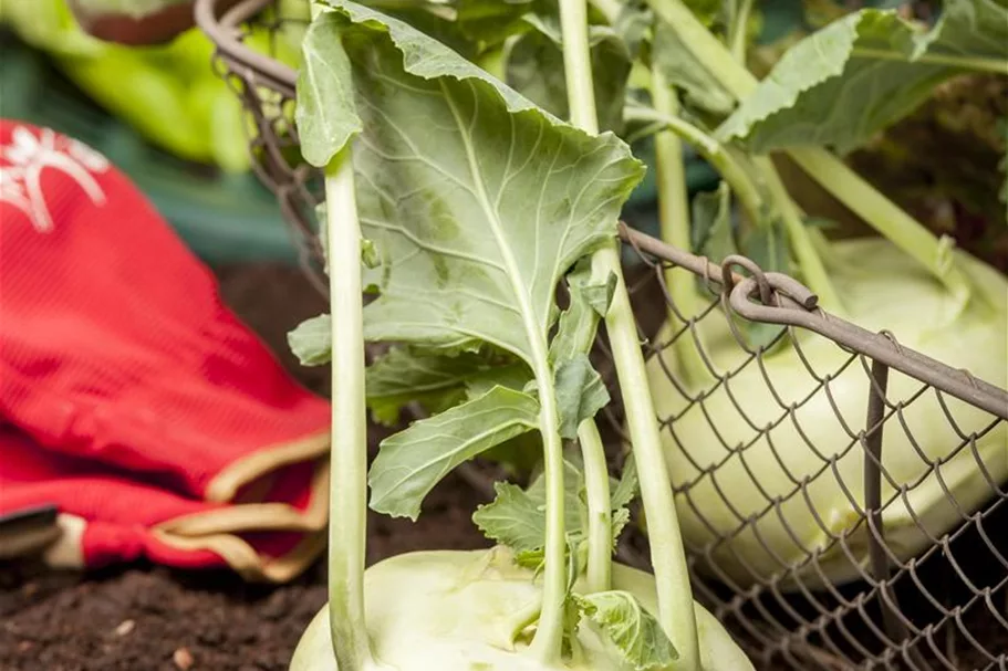 Kohlrabi 'Weißer Delikateß' Inhalt reicht für ca. 60 Pflanzen