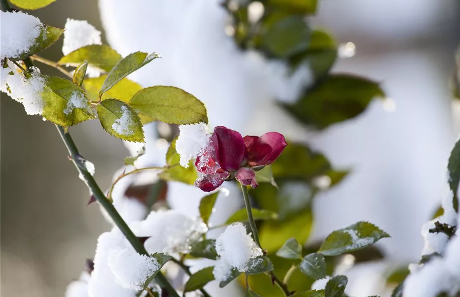 Das Einmaleins der Rosenpflege – von Schneiden bis Düngen