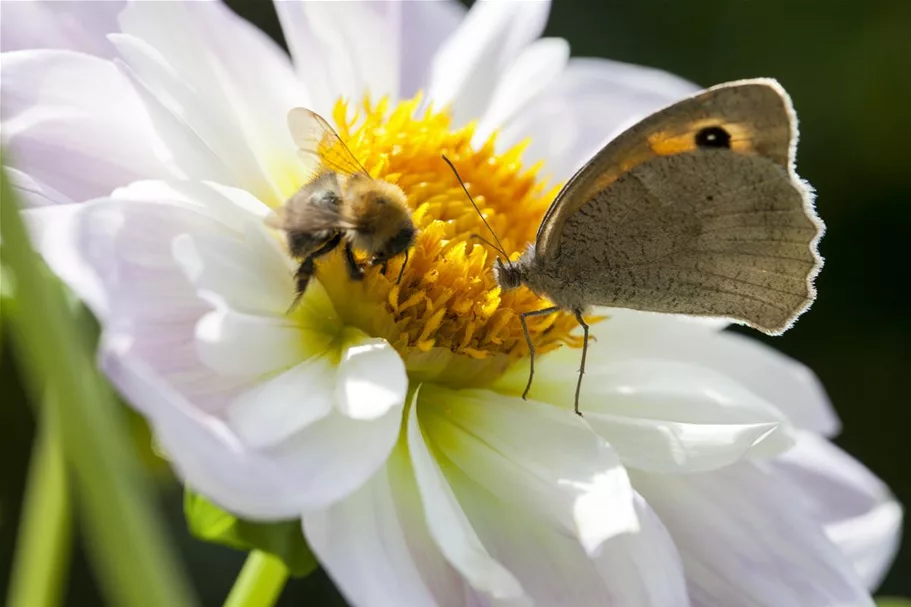 Insektenweide-Samen Inhalt reicht für ca. 100 m²