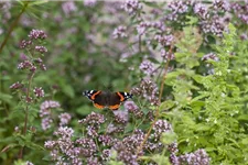 Insektenweide-Samen Inhalt reicht für ca. 100 m²