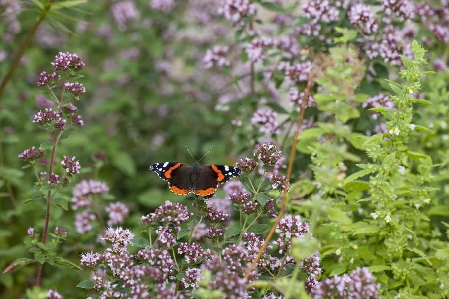 Insektenweide-Samen Inhalt reicht für ca. 100 m²