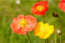 Island-Mohn-Samen Portion