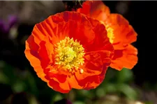 Island-Mohn-Samen Portion