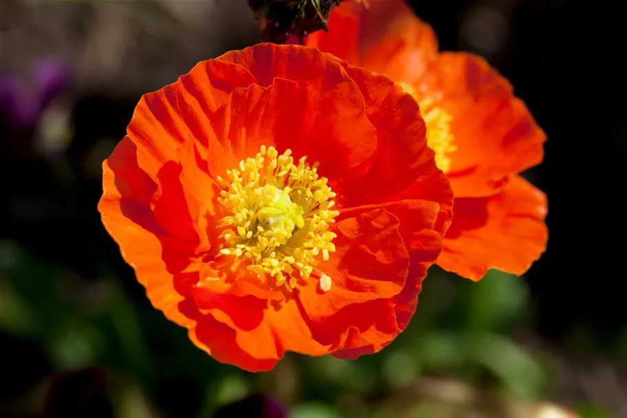 Island-Mohn-Samen Portion