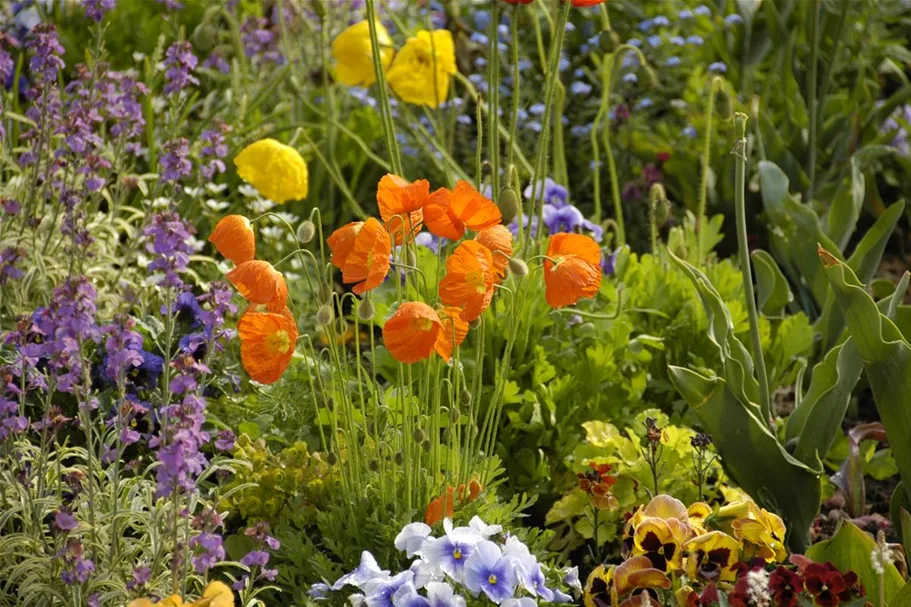 Island-Mohn-Samen Portion