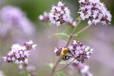 Gewöhnlicher Dost - Oregano Wildstaude 12 cm Topf