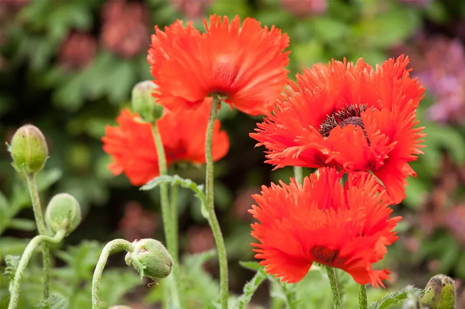 Orientalischer Mohn-Samen Inhalt reicht für ca. 300 Pflanzen