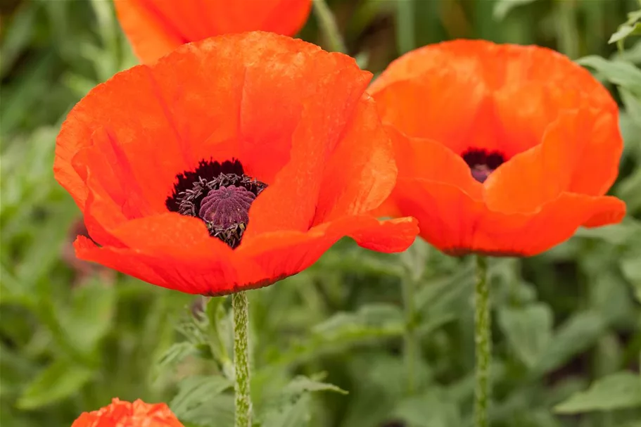 Orientalischer Mohn-Samen Inhalt reicht für ca. 300 Pflanzen