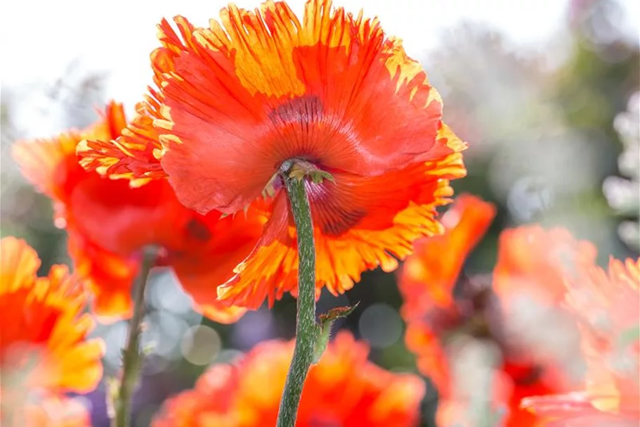 Orientalischer Mohn-Samen Inhalt reicht für ca. 300 Pflanzen