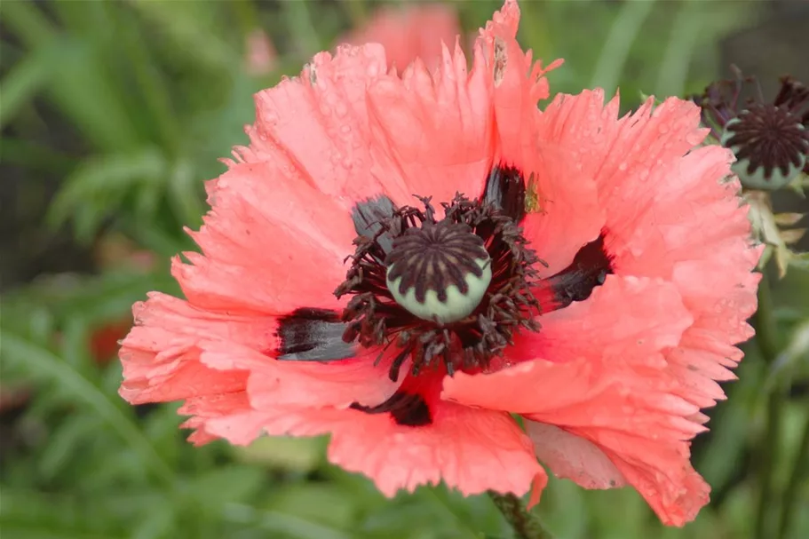 Orientalischer Mohn-Samen Inhalt reicht für ca. 300 Pflanzen