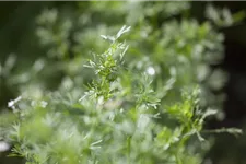 Koriandersamen 'Cilantro' Packungsinhalt reicht für ca. 150 Pflanzen