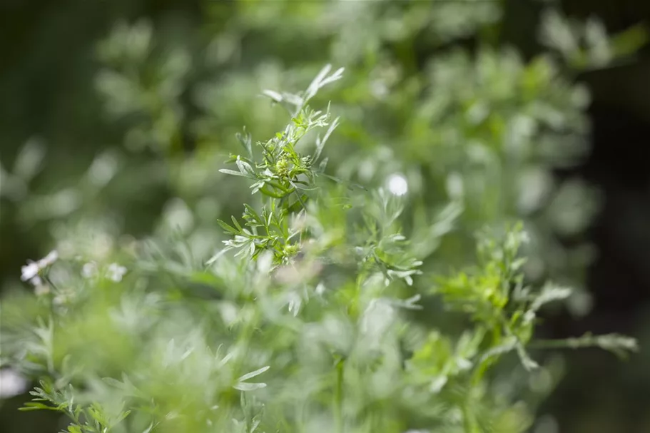 Koriandersamen 'Cilantro' Packungsinhalt reicht für ca. 150 Pflanzen