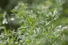 Koriandersamen 'Cilantro' Packungsinhalt reicht für ca. 150 Pflanzen