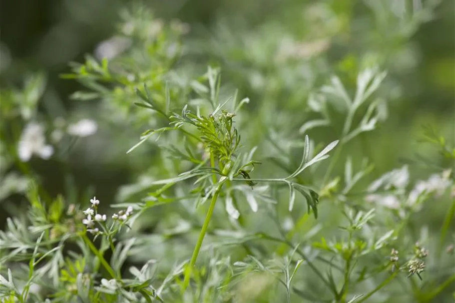 Koriandersamen 'Cilantro' Packungsinhalt reicht für ca. 150 Pflanzen