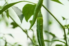 Peperonisamen 'De Cayenne' Packungsinhalt reicht für ca. 50 Pflanzen