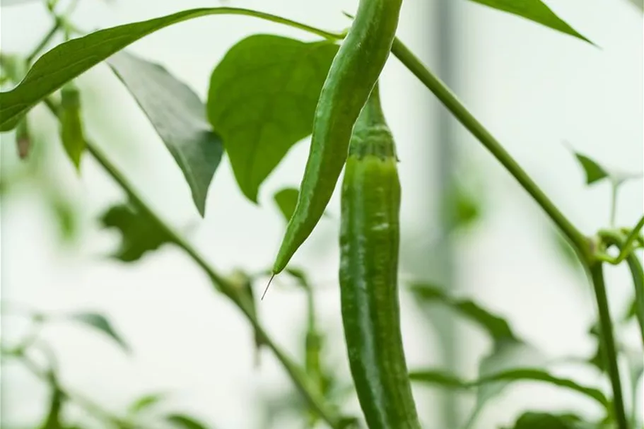 Peperonisamen 'De Cayenne' Packungsinhalt reicht für ca. 50 Pflanzen