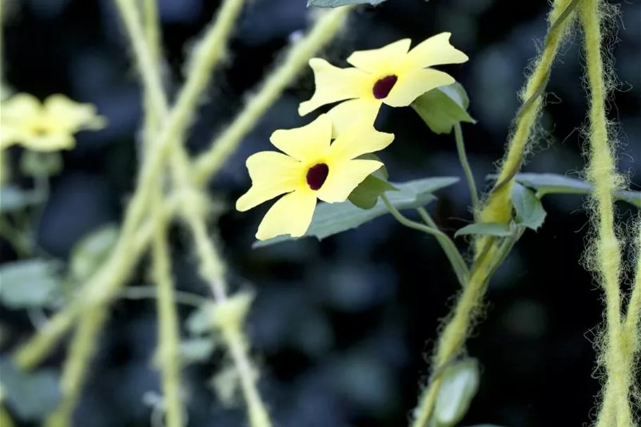 Schwarzäugige Susanne-Samen Portion