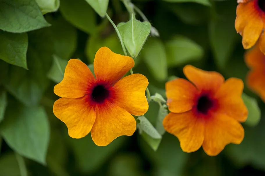 Schwarzäugige Susanne-Samen, orange Portion