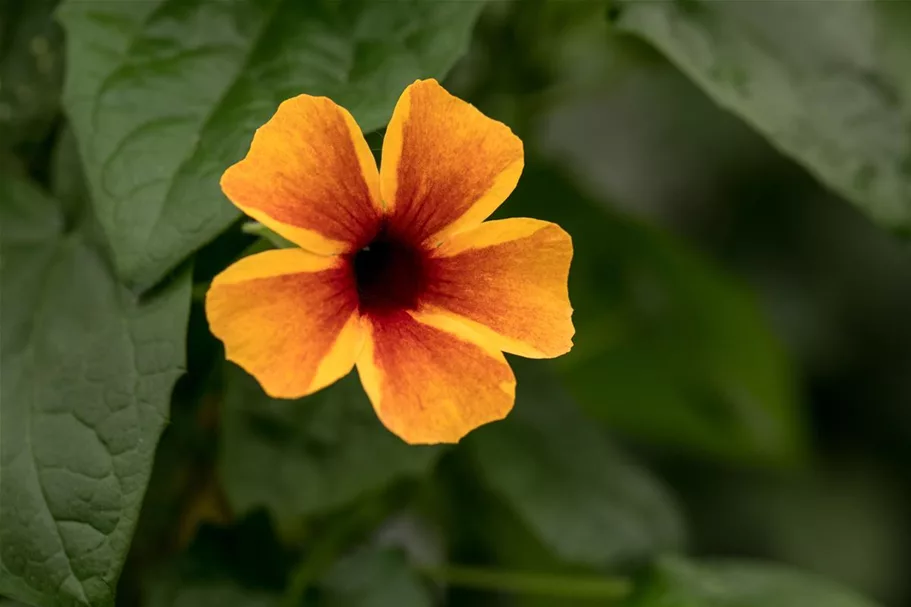 Schwarzäugige Susanne-Samen, orange Portion