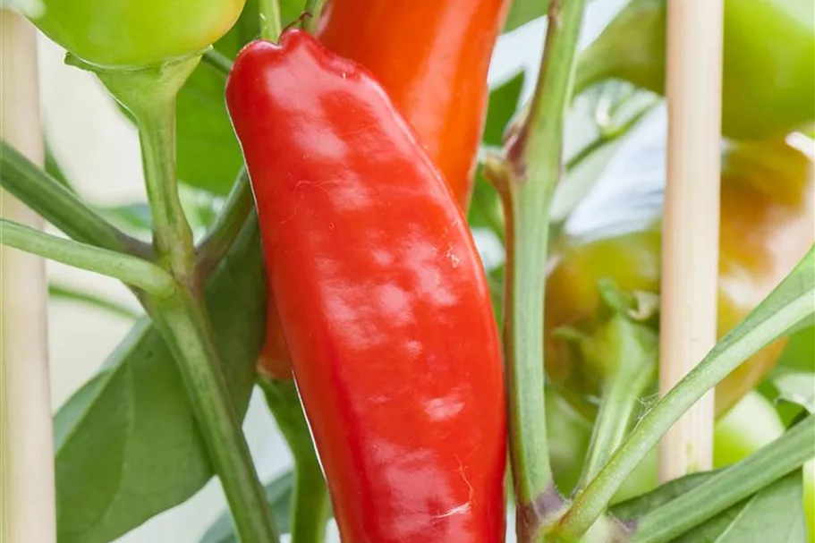 Snack-Paprika-Samen Inhalt reicht für ca. 12-15 Pflanzen (3-5 pro Sorte)