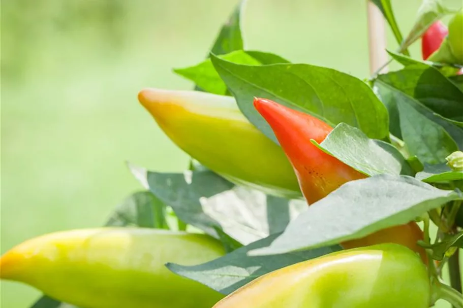 Snack-Paprika-Samen Inhalt reicht für ca. 12-15 Pflanzen (3-5 pro Sorte)