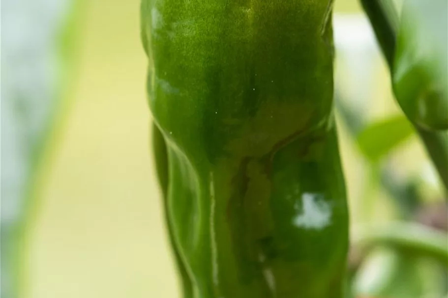 Snack-Paprika-Samen Inhalt reicht für ca. 12-15 Pflanzen (3-5 pro Sorte)