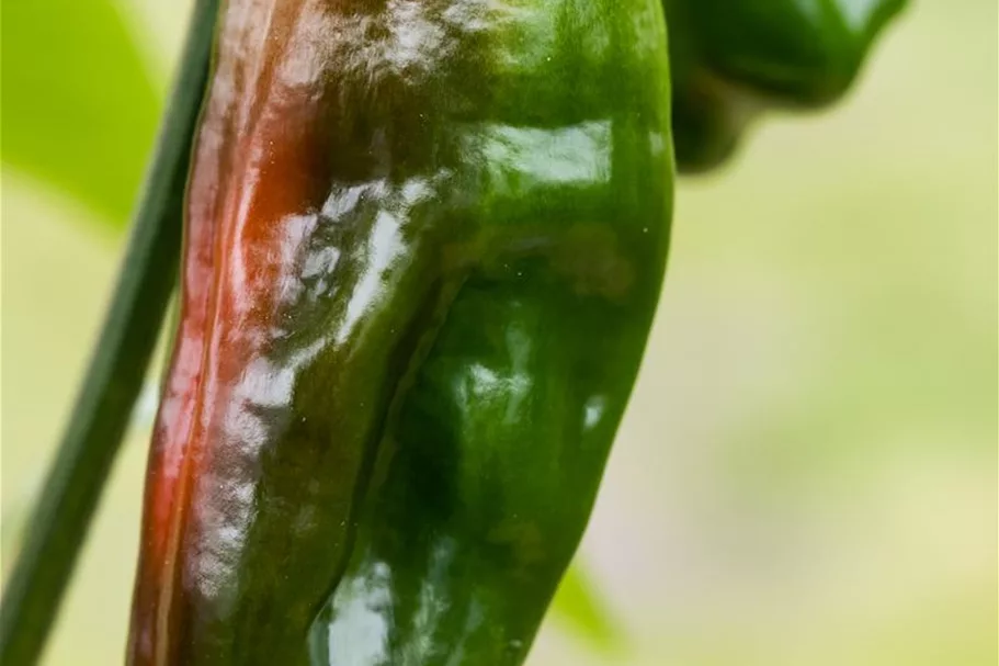 Snack-Paprika-Samen Inhalt reicht für ca. 12-15 Pflanzen (3-5 pro Sorte)