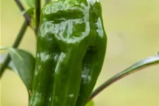 Snack-Paprika-Samen Inhalt reicht für ca. 12-15 Pflanzen (3-5 pro Sorte)