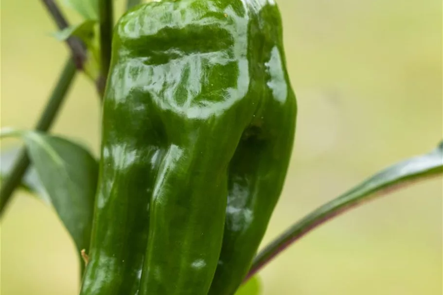 Snack-Paprika-Samen Inhalt reicht für ca. 12-15 Pflanzen (3-5 pro Sorte)