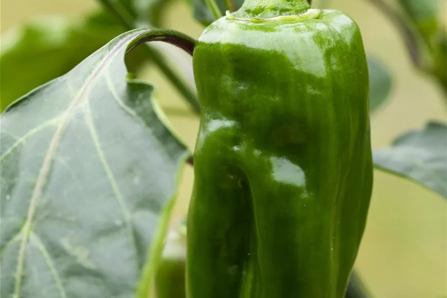 Snack-Paprika-Samen Inhalt reicht für ca. 12-15 Pflanzen (3-5 pro Sorte)