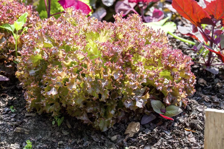 Pflücksalatsamen 'Lollo rosso' Packungsinhalt reicht für ca. 500 Pflanzen