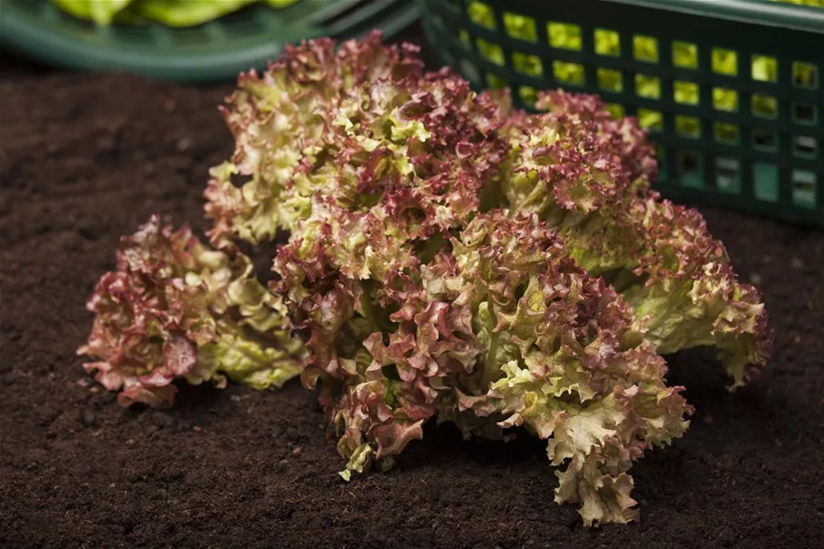 Pflücksalatsamen 'Lollo rosso' Packungsinhalt reicht für ca. 500 Pflanzen