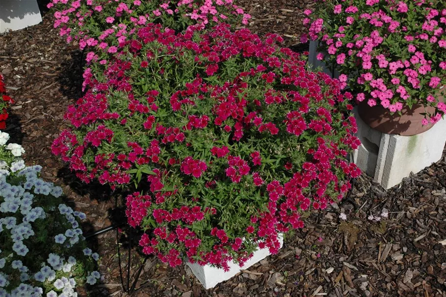 Sommer-Phlox-Samen Portion