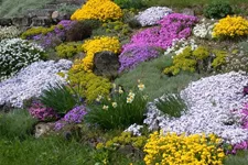 Sommer-Steingartenblumen-Samen Portion