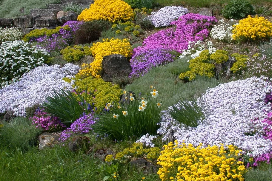 Sommer-Steingartenblumen-Samen Portion