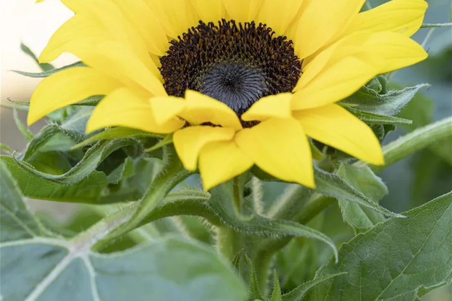 Sonnenblumennsamen 'Eversun' Inhalt reicht für ca. 10 Pflanzen