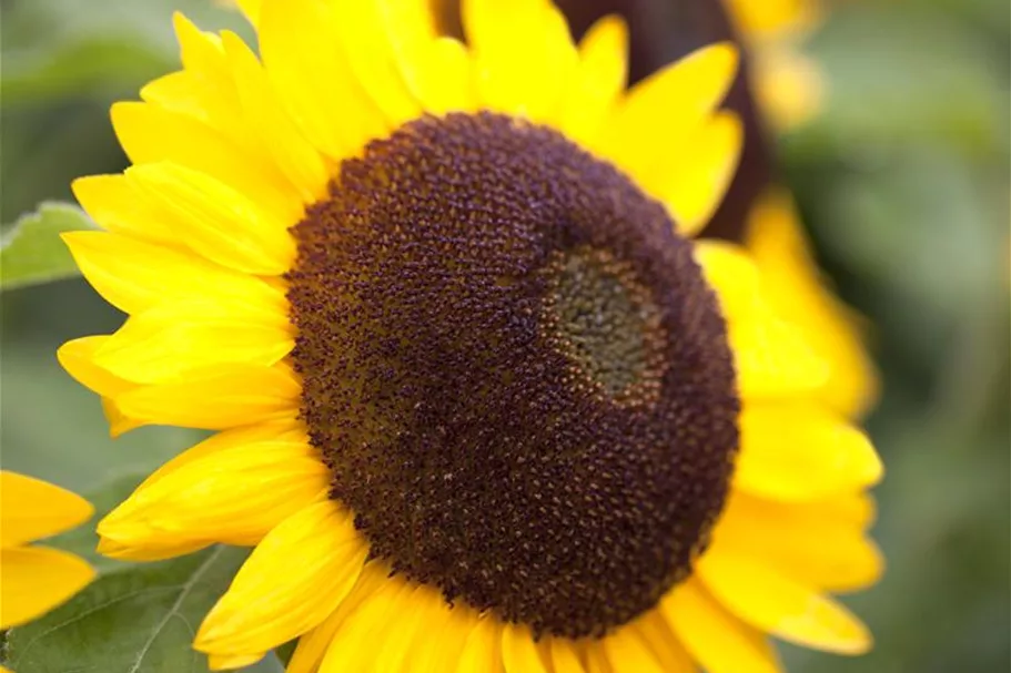 Sonnenblumensamen 'Big Smile' Inhalt reicht für ca. 10 Pflanzen